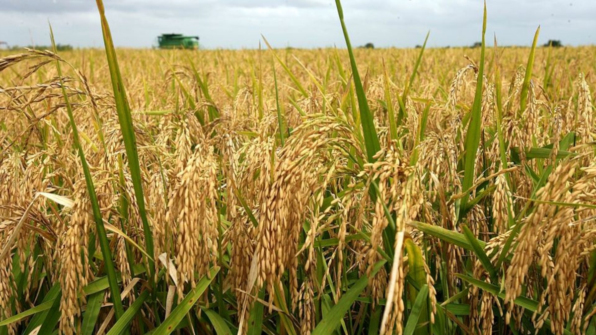 Краснодарские поля риса