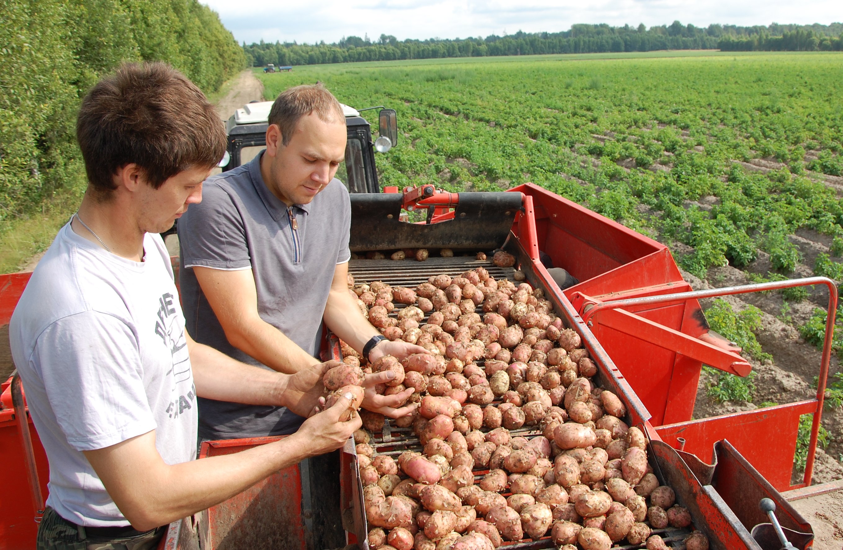 “滨海边疆区进口替代”：植物育种者和农民种植“我们的”马铃薯