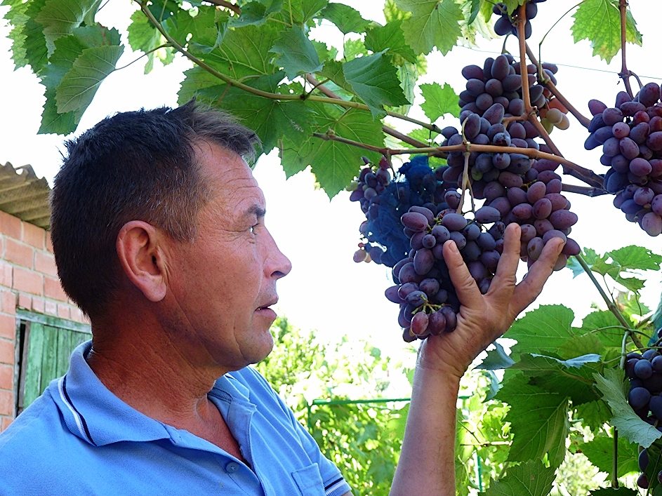 Новые сорта винограда не боятся мороза и ос — «Свет маяков»