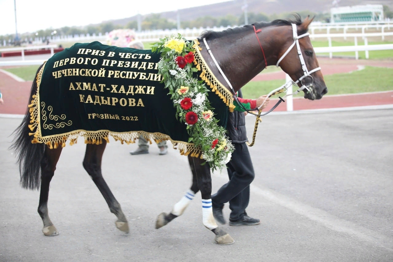 Президентский розыгрыш. Приз скакун. Карачаевский конный завод. Трофей лошади. Большой конский в женщины.